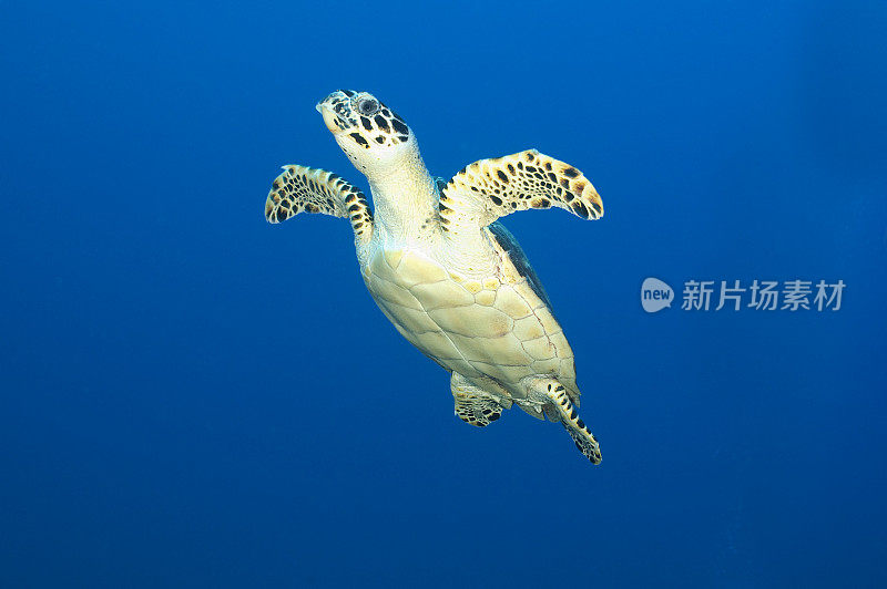 绿海龟(Chelonia mydas)在清澈的蓝色水中